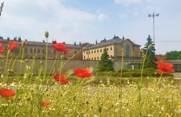 Zeleň kolem Velehradské třídy čeká velká obnova