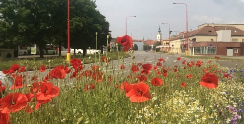 Zeleň kolem Velehradské třídy čeká velká obnova