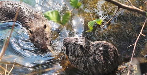 Nekrmte nutrie u Moravy, jsou přemnožené a do naší přírody nepatří