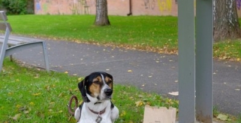 Více schránek na papírové sáčky pro úklid po psech