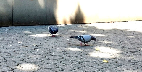 Jeden z receptů, jak na přemnožené holuby -  nekrmit je