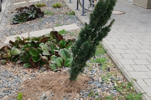 Vandalismus, znečišťování veřejných prostranství