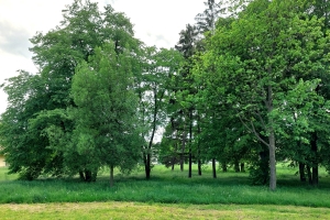 Údržba zelených ploch